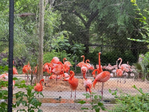 Flamingos gather in their enclosure at the Fort Worth Zoo in Texas. (AP Photo/Jamie Stengle)